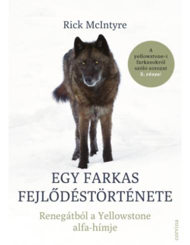 Egy farkas fejlődéstörténete - Renegátból a Yellowstone alfa-hímje
