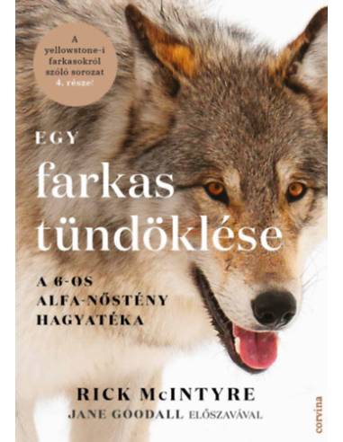 Egy farkas tündöklése - A 6-os alfa-nőstény hagyatéka